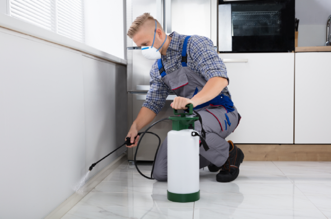 Pest Control in Richmond, KY Lexington, KY & All Cities   What Locals Need to Know